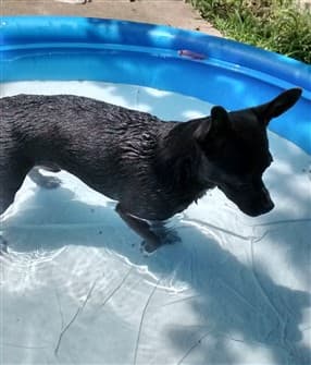 chihuahua-in-kiddie-pool